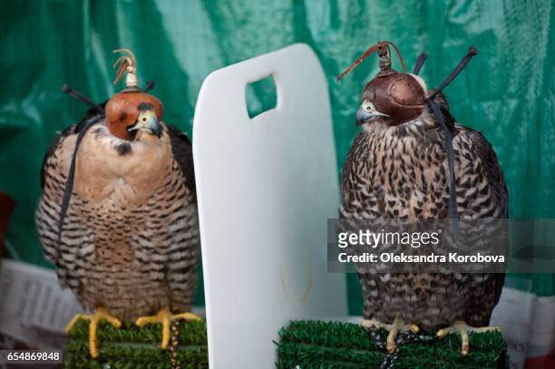 hooded falcons waiting to hunt - hobby bird of prey stock pictures, royalty-free photos & images