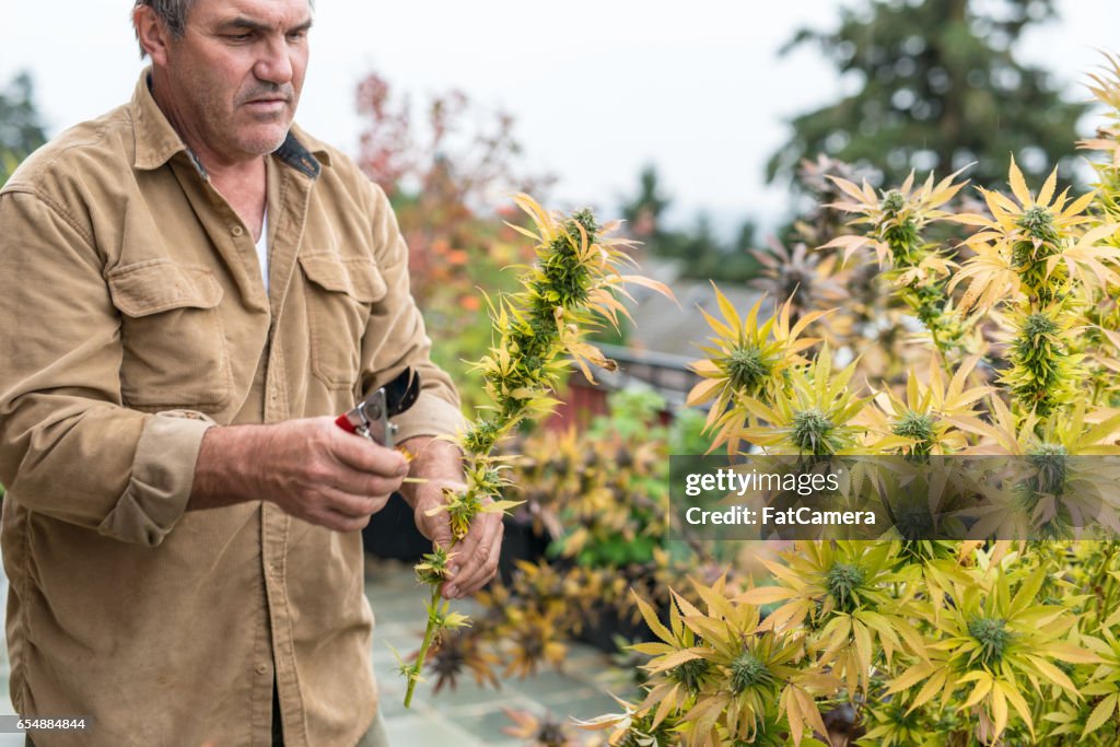 Marijuana plants ready to harvest