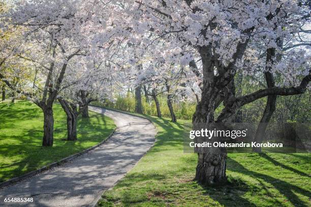 japanese cherry blossom trees in the morning light. - istock images foto e immagini stock