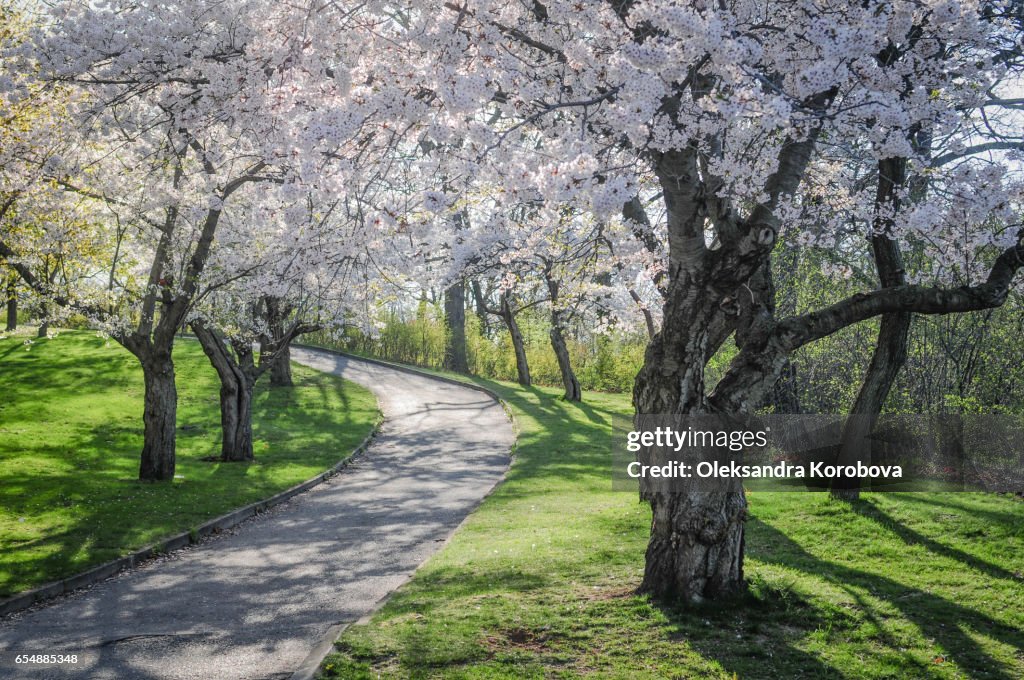 Japanese cherry blossom trees in the morning light.