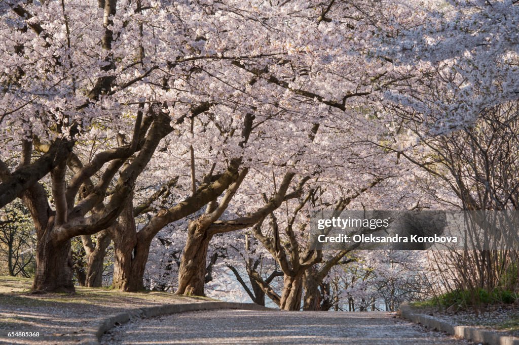 Japanese cherry blossom trees in the morning light.