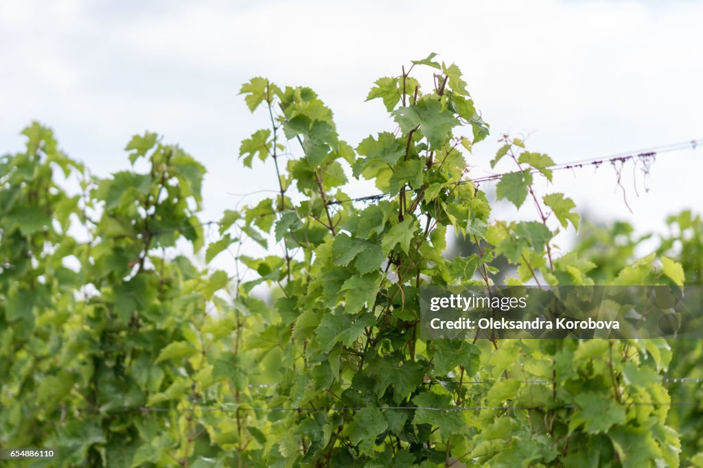 Beautiful lush green vineyard on a sunny summer day.