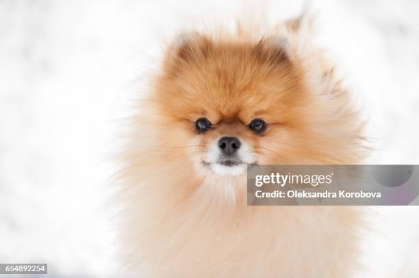 cute pomeranian playing outside in cold winter snow. - pomeranian stock pictures, royalty-free photos & images