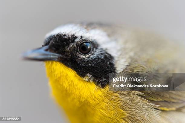 small bird with yellow feathers on its chest. - hobby bird of prey stock pictures, royalty-free photos & images