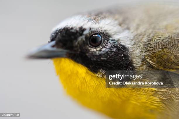 small bird with yellow feathers on its chest. - hobby bird of prey stock pictures, royalty-free photos & images