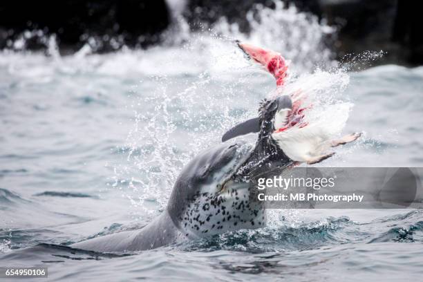 leopard seal - south pole stockfoto's en -beelden