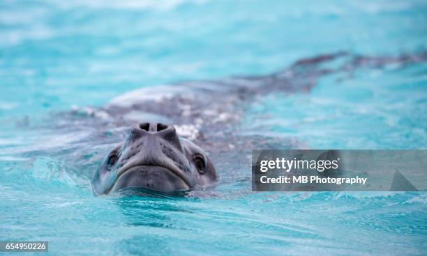 leopard seal - leopard seal stock-fotos und bilder