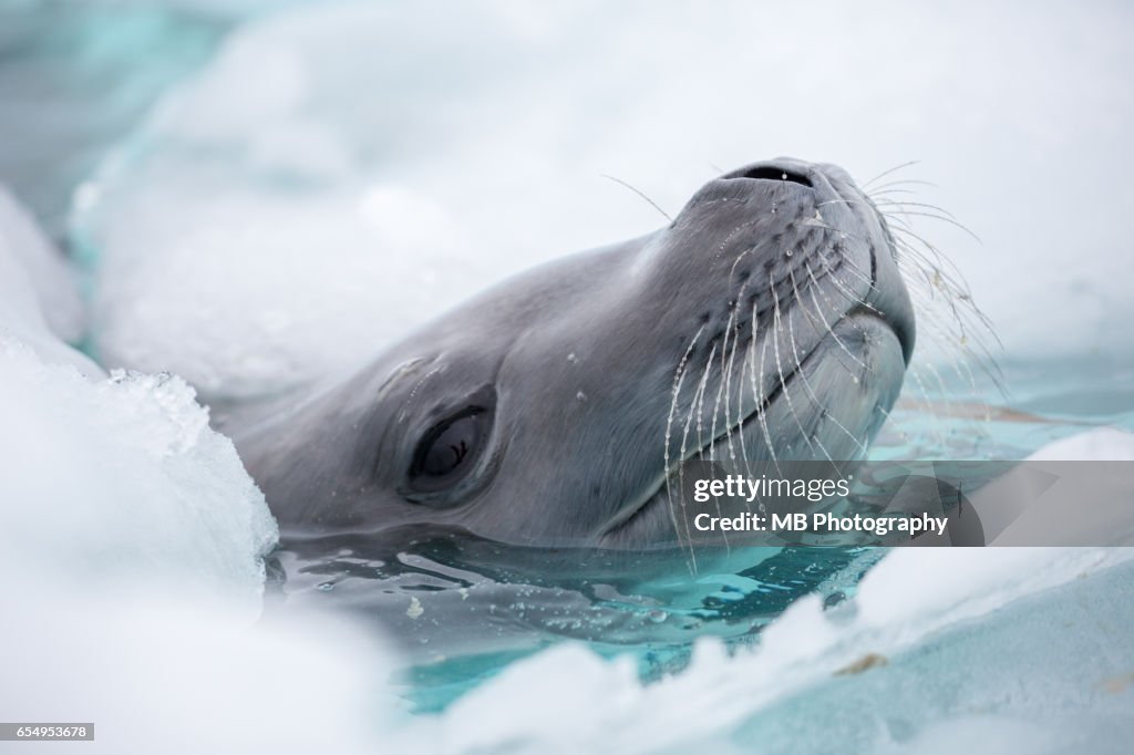 Leopard Seal