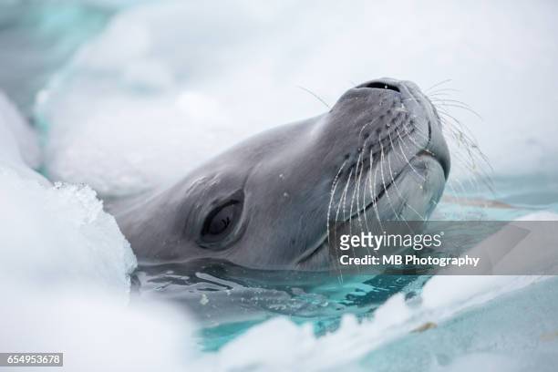 leopard seal - leopard seal imagens e fotografias de stock