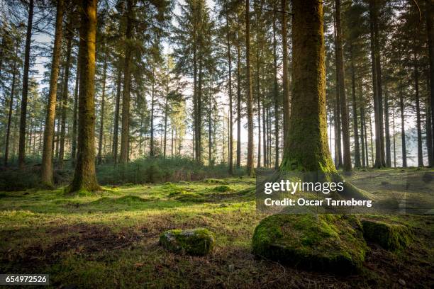 dartmoor woodlands - tarneberg oscar stock pictures, royalty-free photos & images