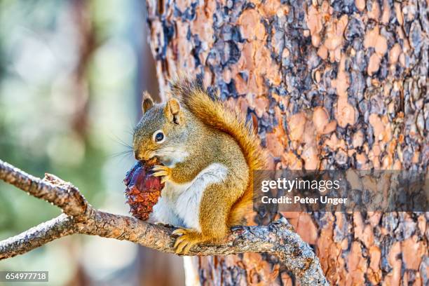 devils tower national monument,wyoming,usa - american red squirrel stock pictures, royalty-free photos & images