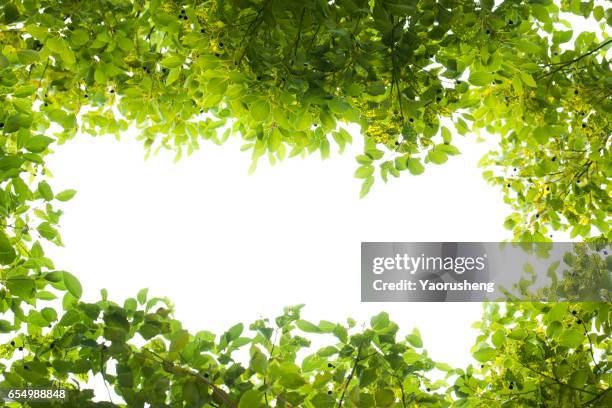 green leaves on white background - abseits stock-fotos und bilder