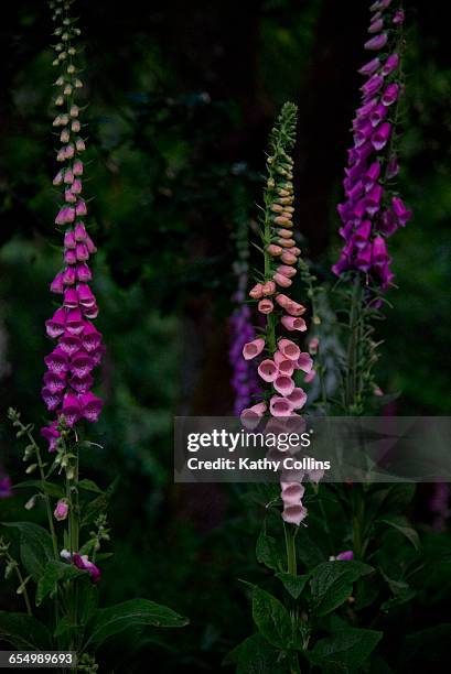 foxgloves in late evening light. uk - digitalis alba stock pictures, royalty-free photos & images