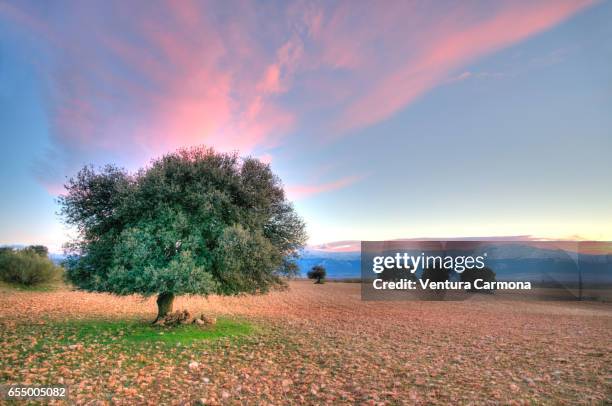 quercus ilex, near guadix -andalusia, spain - holly oak stock pictures, royalty-free photos & images