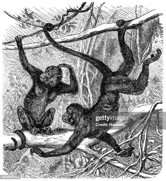 red-faced spider monkey (ateles paniscus) - spider monkey stock illustrations