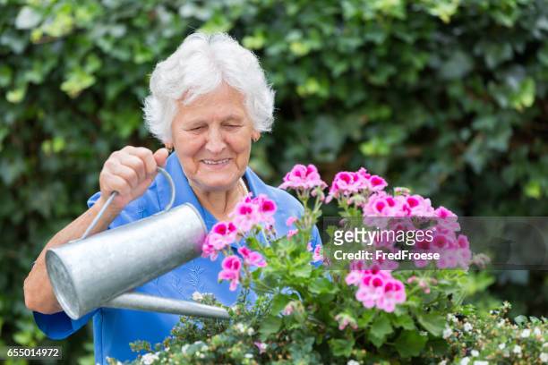 senior woman with flowers - senior women gardening stock pictures, royalty-free photos & images