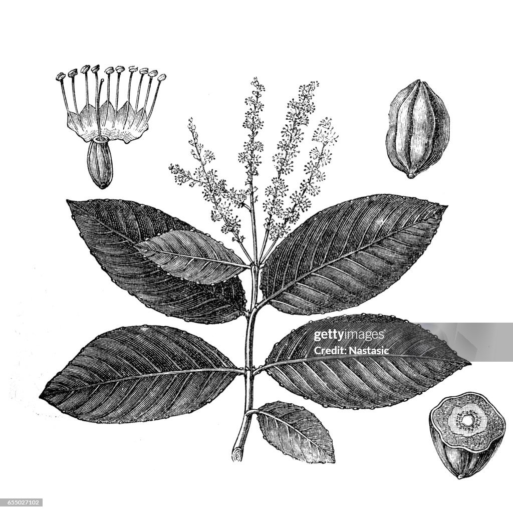 Black- or chebulic myrobalan (Terminalia chebula)