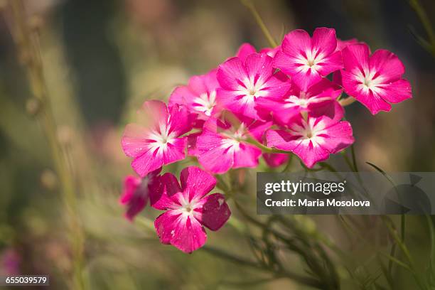 pink with white centers annual phlox in bloom - drummondii stock pictures, royalty-free photos & images