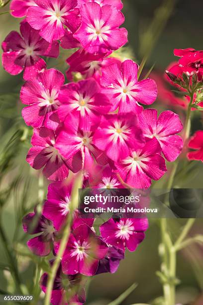 annual phlox in bloom - drummondii stock pictures, royalty-free photos & images