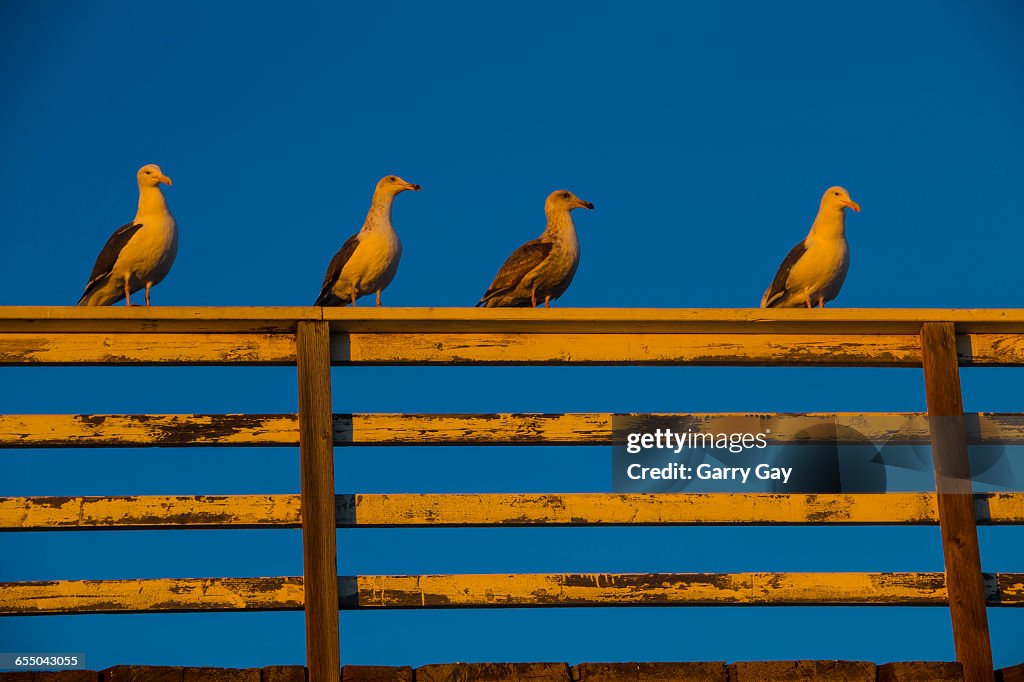 Sunset seagulls