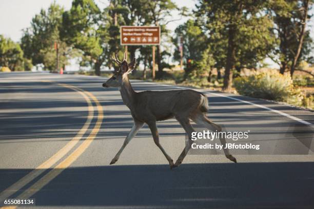 cervo attraversa la strada al grand canyon - roe deer fotografías e imágenes de stock