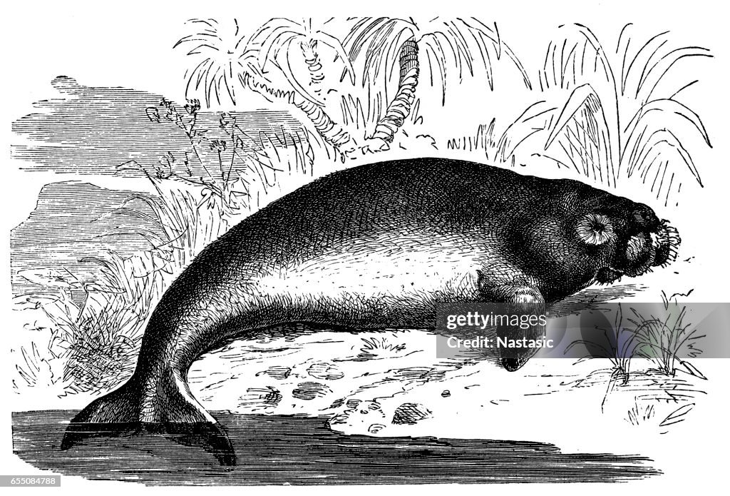 Dugong (Dugong dugon)