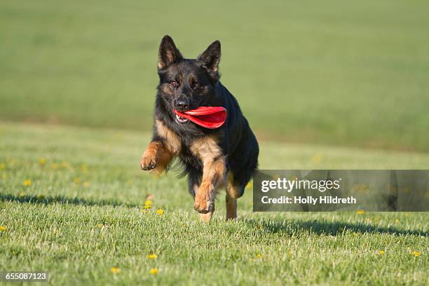 250 Long Haired German Shepherd Photos and Premium High Res Pictures - Getty Images 250 Long Haired German Shepherd Photos and Premium High Res Pictures - Getty Images