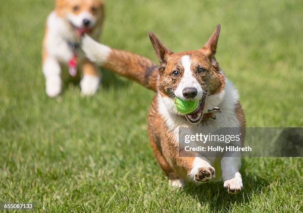 pets & their favorite toys - cardigan welsh corgi stock pictures, royalty-free photos & images