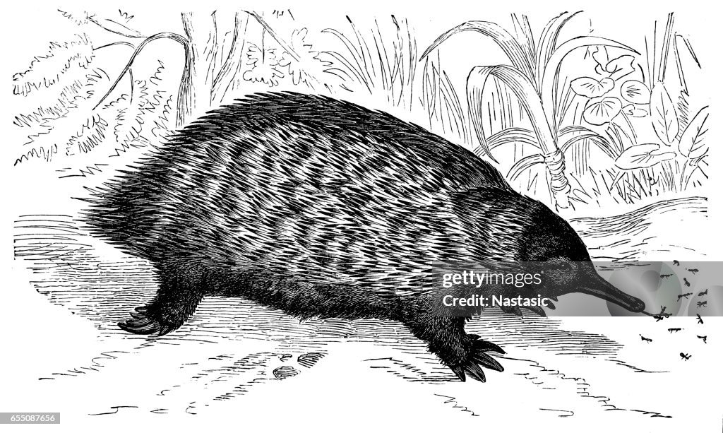 Kurzschnabel-Echidna (Tachyglossus aculeatus)