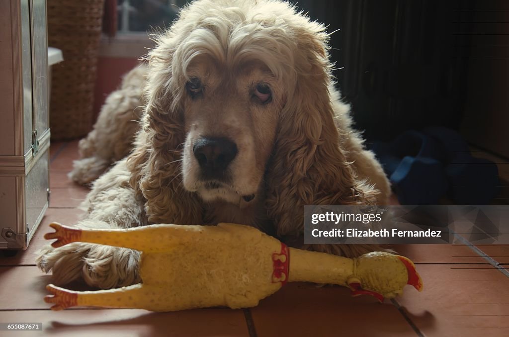 Pets & Their Favorite Toys