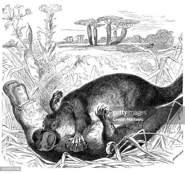 platypus (ornithorhynchus anatinus) - platypus stock illustrations