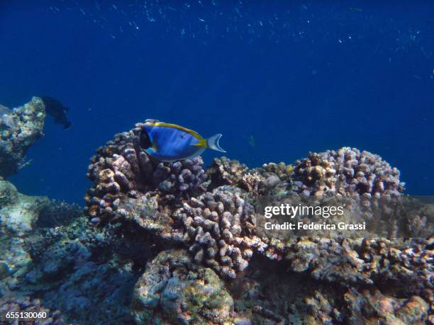 powder blue surgeonfish (acanthurus leucosternon) - powder blue tang stockfoto's en -beelden