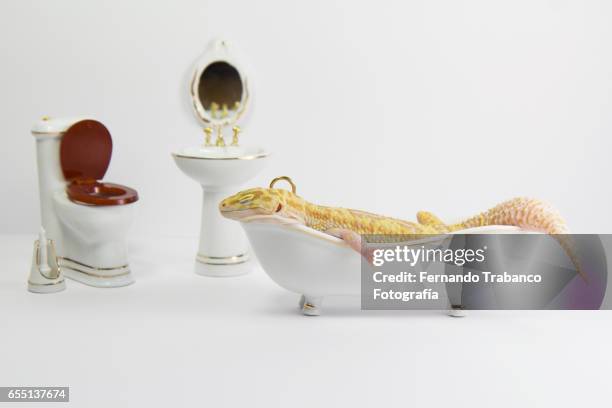 animal taking a bath inside the white bathtub in the bathroom - sleeping snake stock pictures, royalty-free photos & images