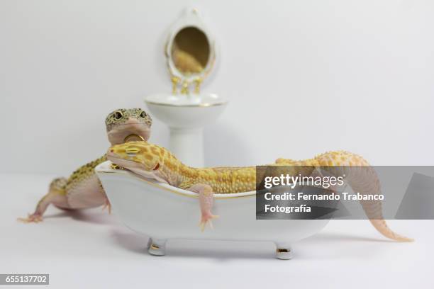 animal taking a bath inside the white bathtub in the bathroom - sleeping snake stock pictures, royalty-free photos & images