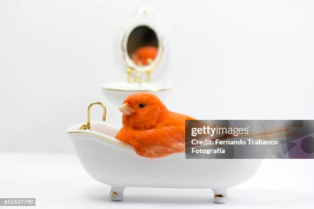 small red canary taking a bath in the bathtub and reflection in the mirror - incubating stock pictures, royalty-free photos & images