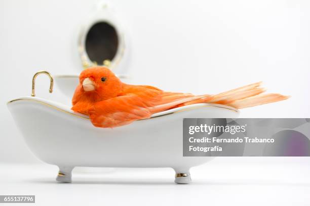 small red canary taking a bath in the bathtub - canary stock pictures, royalty-free photos & images