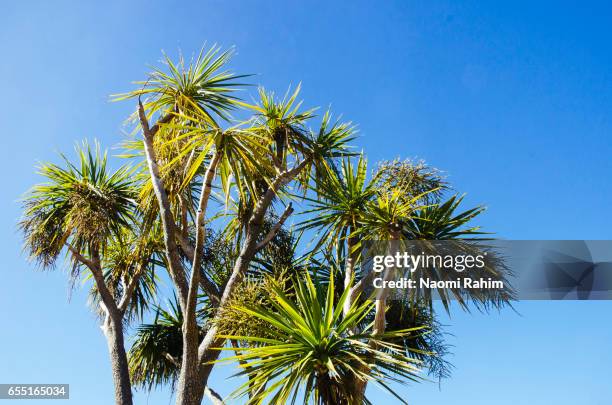 cabbage tree (cordyline australis) in northland, new zealand - naomi rahim stock pictures, royalty-free photos & images