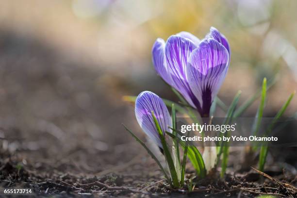 shining purple crocuses - back lit flower stock pictures, royalty-free photos & images