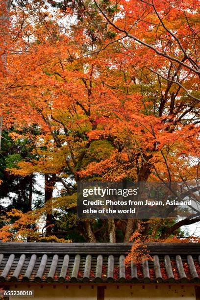 autumn foliage at nison-in temple, kyoto - amida buddha stock pictures, royalty-free photos & images
