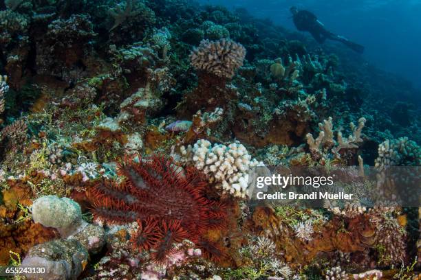 crown of thorns - acanthaster planci bildbanksfoton och bilder