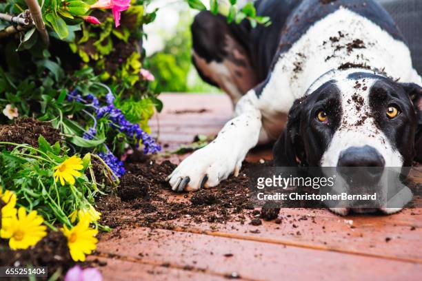 perro en el jardín - garra fotografías e imágenes de stock