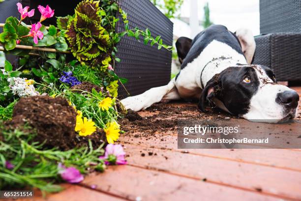 dog digging in garden - great dane home stock pictures, royalty-free photos & images