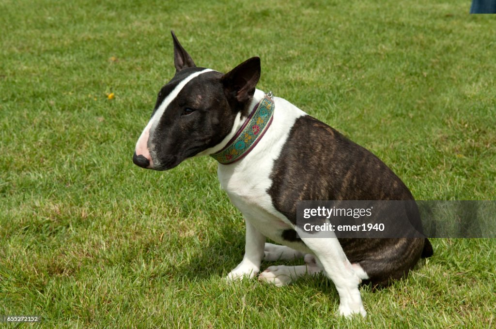 Bullterrier; Bull Terrier