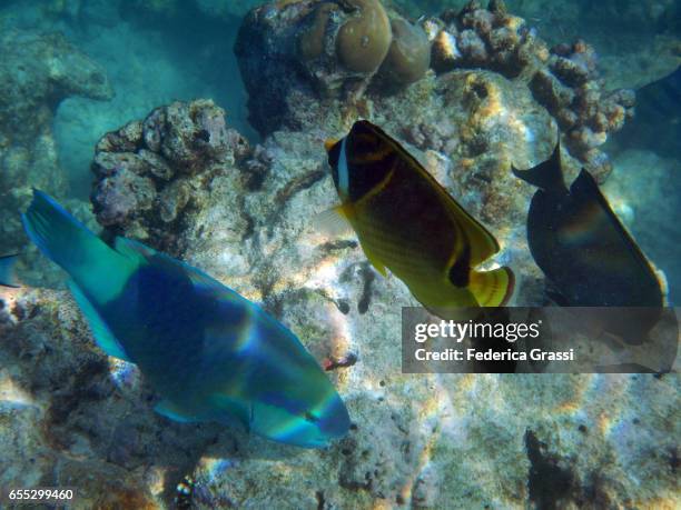 two racoon butterflyfish and a parrotfish - raccoon butterflyfish stock pictures, royalty-free photos & images