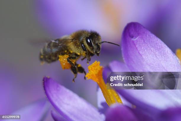 bee fly on crocus - frühling pollen stock pictures, royalty-free photos & images