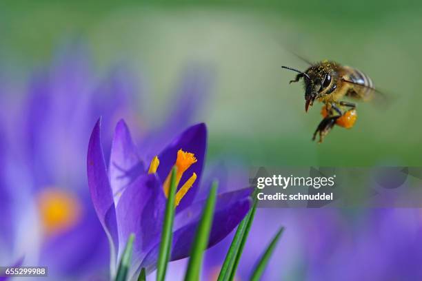 bee fly op crocus - frühlingszwiebel stockfoto's en -beelden