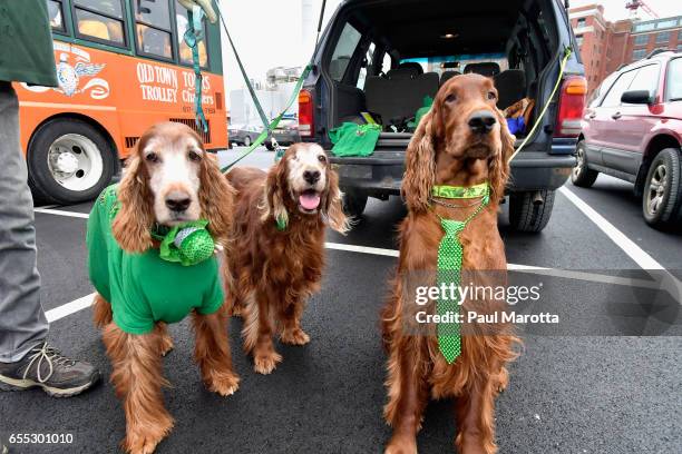 Members of the Irish Setters Club of New England participate in the St. Patrick's Day Parade on March 19, 2017 in Boston, Massachusetts.