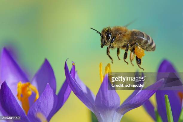 bee fly on crocus - frühling pollen stock pictures, royalty-free photos & images