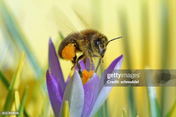 bee fly op crocus - frühlingszwiebel stockfoto's en -beelden