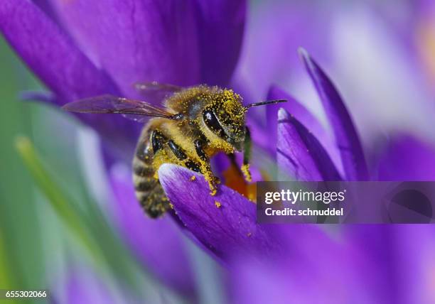 bee fly on crocus - frühling pollen stock pictures, royalty-free photos & images